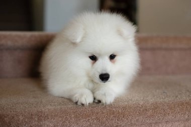 Beyaz Japon köpek yavrusu evde.