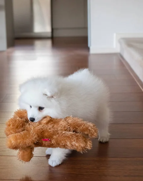 White Japanese Spitz Puppy Home — Stock Photo, Image