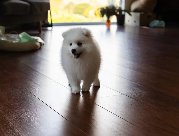 White Japanese Spitz Puppy Home — Stock Photo, Image