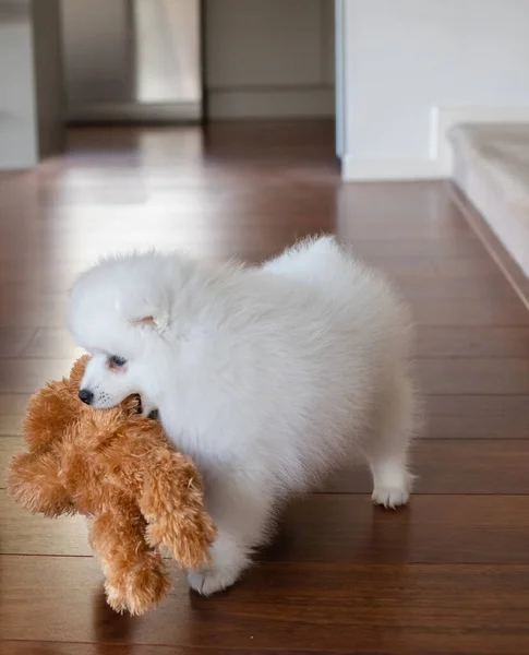Anjing Jepang Putih Spitz Rumah — Stok Foto