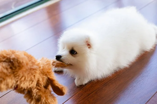 Blanco Japonés Spitz Cachorro Casa —  Fotos de Stock