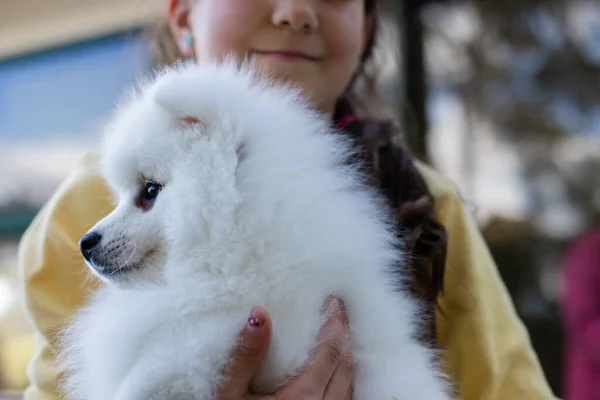 Fehér Japán Spitz Kiskutya Otthon — Stock Fotó