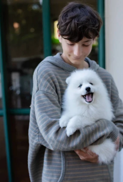 Branco Japonês Spitz Cachorro Casa — Fotografia de Stock