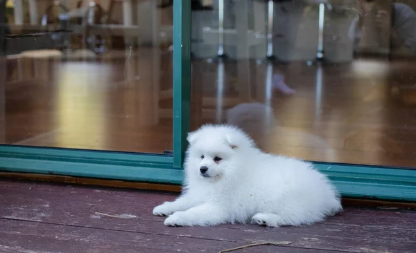Wit Japans Spitz Puppy Thuis — Stockfoto