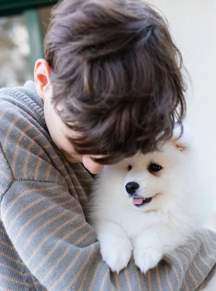 White Japanese Spitz Puppy Home — Stock Photo, Image