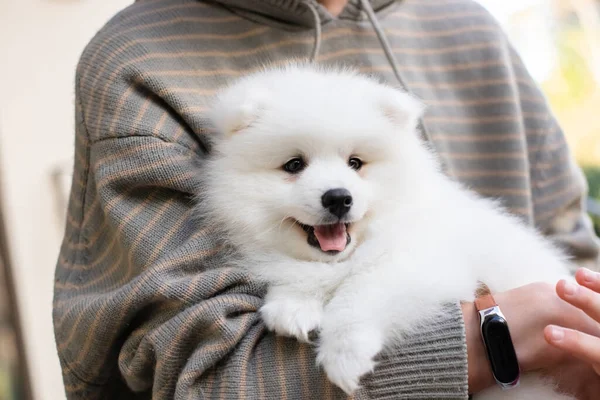 Bianco Giapponese Spitz Cucciolo Casa — Foto Stock