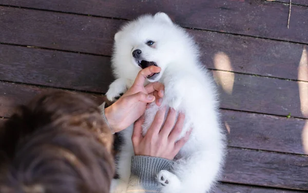 Beyaz Japon Köpek Yavrusu Evde — Stok fotoğraf