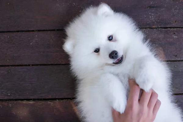 Blanco Japonés Spitz Cachorro Casa —  Fotos de Stock