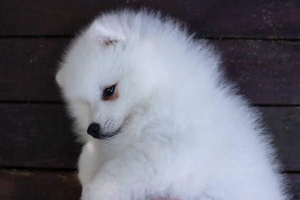 Blanco Japonés Spitz Cachorro Casa — Foto de Stock