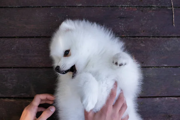 Branco Japonês Spitz Cachorro Casa — Fotografia de Stock