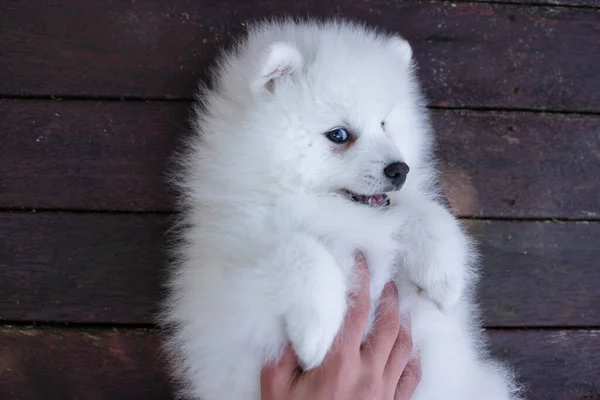 Bianco Giapponese Spitz Cucciolo Casa — Foto Stock