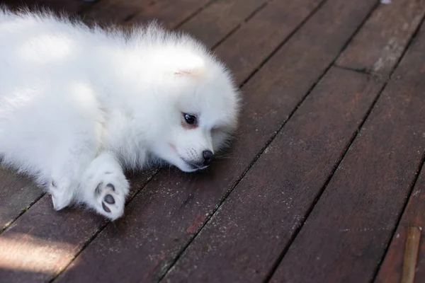 White Japanese Spitz Puppy Home — Stock Photo, Image