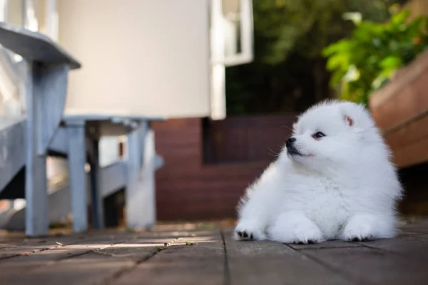 Blanco Japonés Spitz Cachorro Casa — Foto de Stock