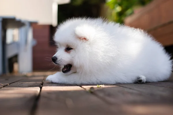 Fehér Japán Spitz Kiskutya Otthon — Stock Fotó