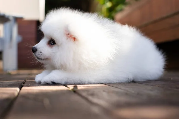 白い日本の子犬が家にいて — ストック写真