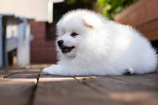 Blanco Japonés Spitz Cachorro Casa —  Fotos de Stock