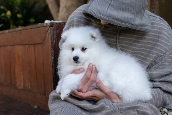 Blanco Japonés Spitz Cachorro Casa —  Fotos de Stock