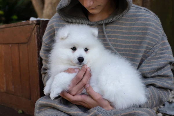 Branco Japonês Spitz Cachorro Casa — Fotografia de Stock