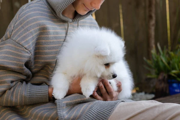White Japanese Spitz Puppy Home — Stock Photo, Image