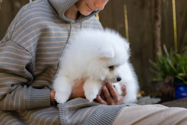 Blanc Japonais Chiot Spitz Maison — Photo