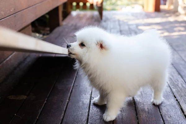 Wit Japans Spitz Puppy Thuis — Stockfoto