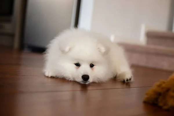 White Japanese Spitz Puppy Home — Stock Photo, Image