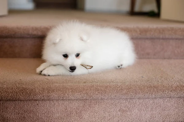 白い日本の子犬が家にいて — ストック写真