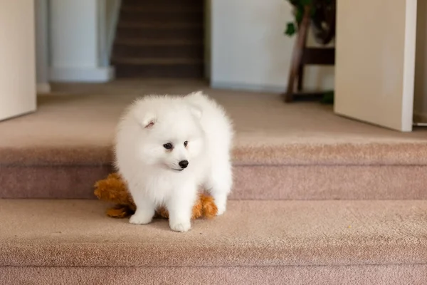 Bianco Giapponese Spitz Cucciolo Casa — Foto Stock