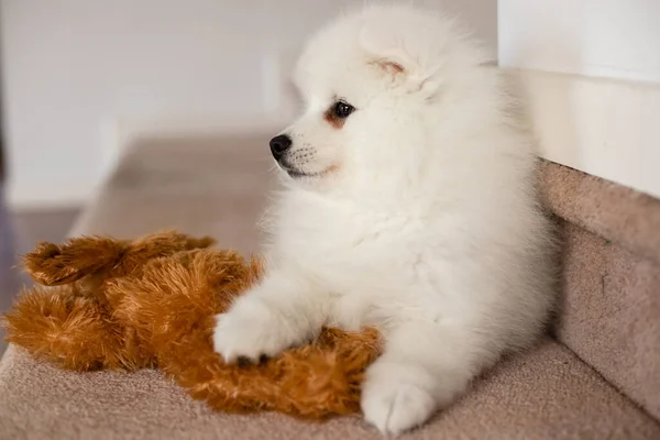 Anjing Jepang Putih Spitz Rumah — Stok Foto