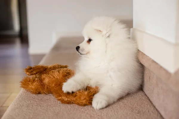 Blanco Japonés Spitz Cachorro Casa —  Fotos de Stock