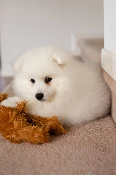 Wit Japans Spitz Puppy Thuis — Stockfoto