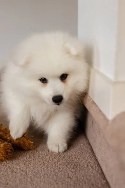 白い日本の子犬が家にいて — ストック写真