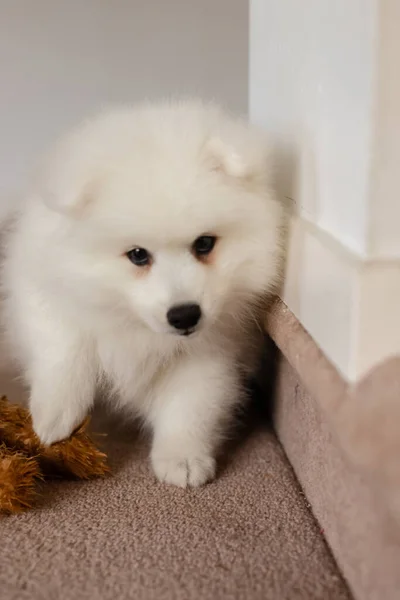 White Japanese Spitz Puppy Home — Stock Photo, Image