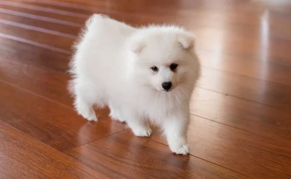 Blanc Japonais Chiot Spitz Maison — Photo