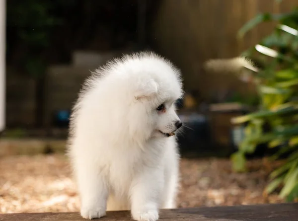 Wit Japans Spitz Puppy Thuis — Stockfoto