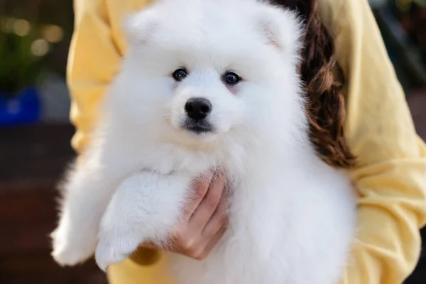 Branco Japonês Spitz Cachorro Casa — Fotografia de Stock