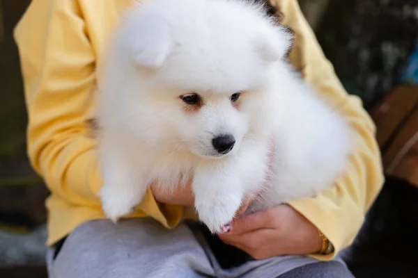 Blanc Japonais Chiot Spitz Maison — Photo