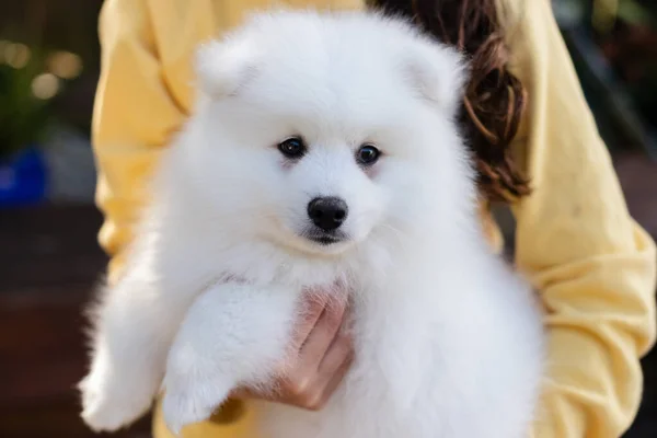 White Japanese Spitz Puppy Home — Stock Photo, Image