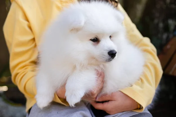 White Japanese Spitz Puppy Home — Stock Photo, Image