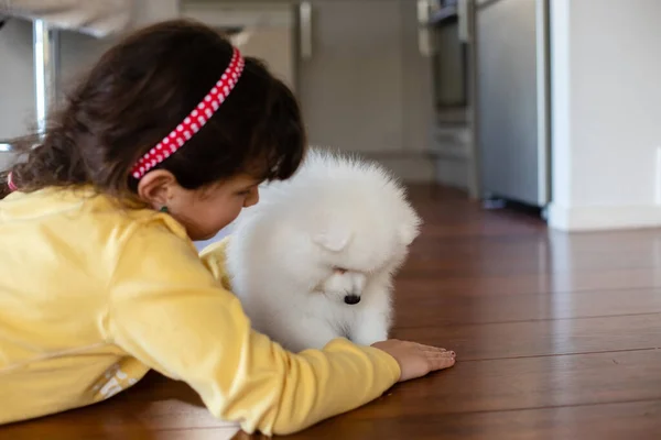 Blanco Japonés Spitz Cachorro Casa —  Fotos de Stock