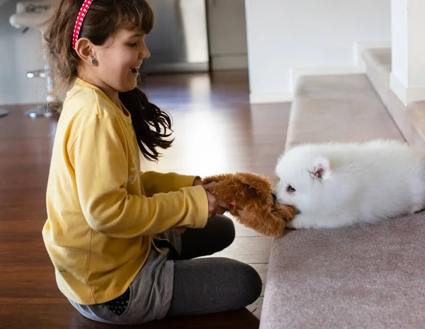 Branco Japonês Spitz Cachorro Casa — Fotografia de Stock