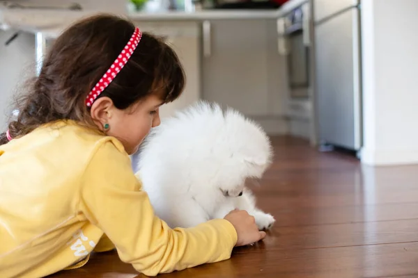 Blanco Japonés Spitz Cachorro Casa —  Fotos de Stock