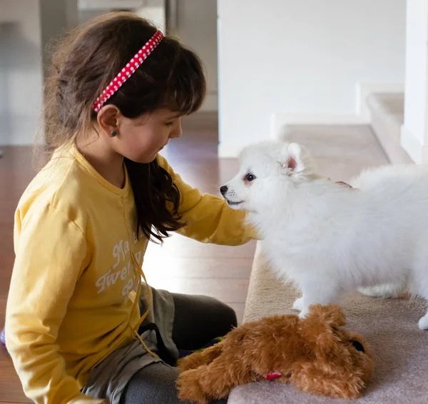 Blanco Japonés Spitz Cachorro Casa — Foto de Stock