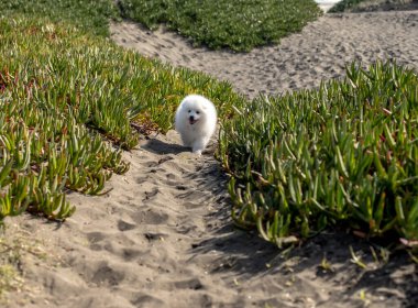 Çocuklar ellerinde Japon spitz köpeğiyle sahilde yürüyorlar.