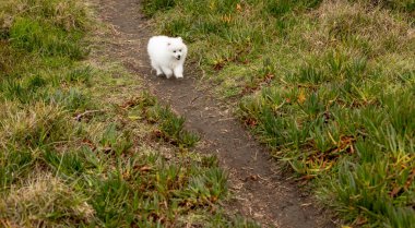 Çocuklar ellerinde Japon spitz köpeğiyle sahilde yürüyorlar.