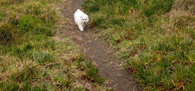 Çocuklar ellerinde Japon spitz köpeğiyle sahilde yürüyorlar.
