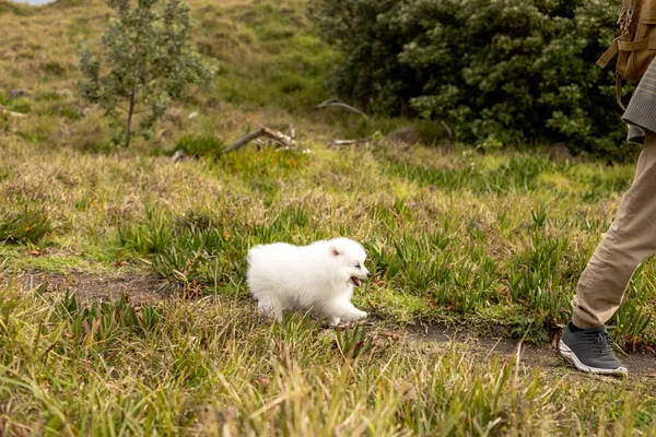 Kinder Spazieren Mit Japanischem Spitz Welpen Freien Strand Entlang — Stockfoto