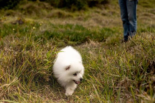 Kinder Spazieren Mit Japanischem Spitz Welpen Freien Strand Entlang — Stockfoto