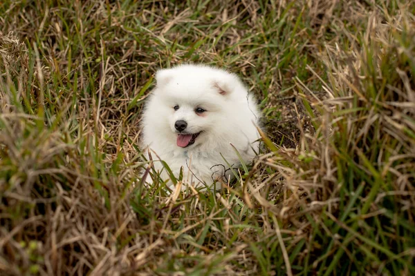 Kids Walking Japanese Spitz Puppy Outdoors Beach — Stock Photo, Image