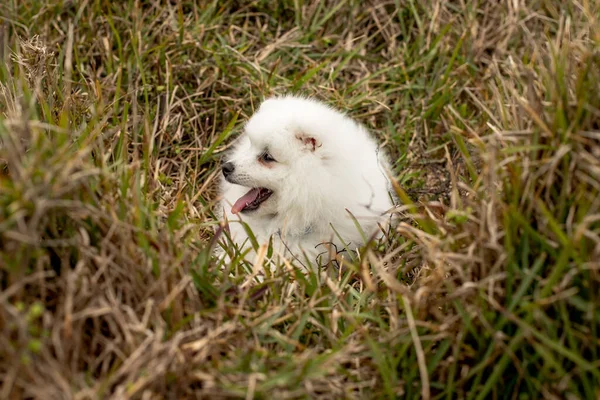 Crianças Andando Com Japonês Spitz Cachorro Livre Para Baixo Praia — Fotografia de Stock